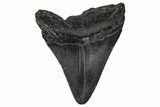 Juvenile Megalodon Tooth - South Carolina #340643-1